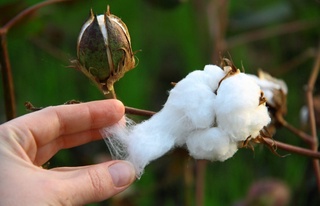 Юқори ҳосилдор хорижий ғўза навлари ва дурагайларини олиб кириш тартиби белгиланди