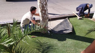 «Подари дереву дыхание»: в Сурхандарьинской области более 600 деревьев очистили от бетона, предметов рекламы и освещения