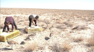 Қорақалпоғистонда тувалоқларнинг навбатдаги партияси ёввойи табиатга қўйиб юборилди