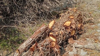 Лесном хозяйстве Кашкадарьинской области срубили деревья