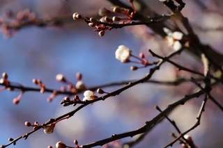 Эртага ҳаво ҳарорати 23 даражагача кўтарилади