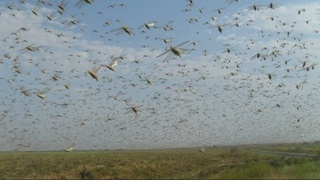 Ўзбекистоннинг 292,6 минг гектар майдонида чигирткалар тарқалгани аниқланди