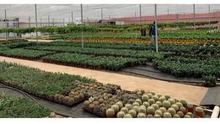 Uzbekistan and Turkey are considering prospects for establishing cooperation in the field of floriculture