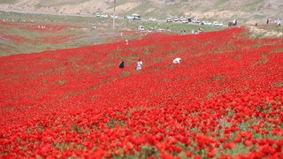 Tabiatda dam olishni yaxshi koʻradiganlar qulay ob-havodan bahramand boʻlishlari mumkin — Oʻzgidromet