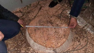 В Карши под покровом ночи вырубили  многолетние деревья