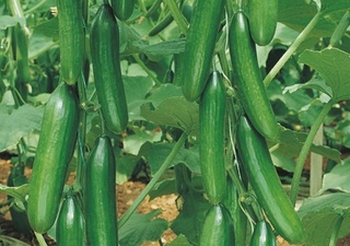 Хоразм вилояти энг кўп бодринг экспорт қилган