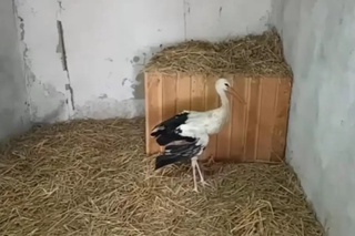 Qanoti singan laylak yana parvoz qilmoqda