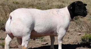 Ўзбекистонга чўчқа билан чатиштирилган қўйлар олиб келингани ҳақидаги хабарлар рад этилди