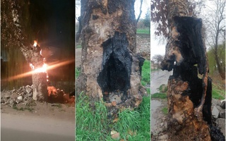 Тошкентда катта чинорлар ёқиб юборилди