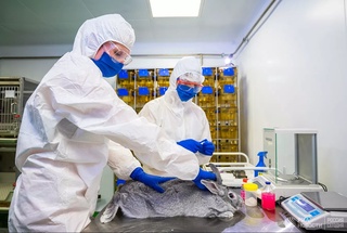 Россияда ҳайвонлар учун дунёдаги биринчи COVID-19 вакцинаси рўйхатдан ўтказилди