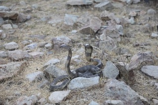 23 bosh noyob ilon tabiatga qoʻyib yuborildi