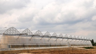 Жылыжайларға газды жеткізіп беруге уақытша шектеулер қойылуда