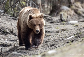 Sankt-Peterburgda ayiq o'z egasiga tashlanib, uni o'ldirdi