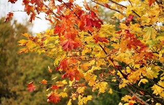 Прогноз погоды по Узбекистану на 11-15 ноября