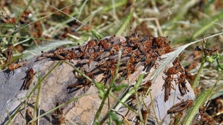 Қашқадарё вилоятини босиб олган «даҳшат»ли чигиртка аслида зарарлими?