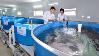 Рыбоводческие кластеры и хозяйства: новый вектор развития