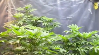 Уйида марихуана етиштирган икки фуқаро ушланди