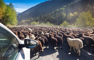 Қойлар туралы 10 қызықты деректер