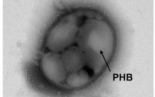 Олимлар карбонат ангидридни биопластикага айлантиришди