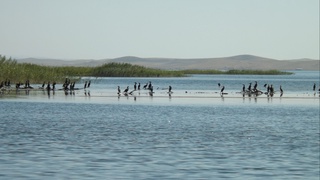 Пандемия сабаб Айдаркўлда ҳайвонот ва ўсимлик олами яхшиланди