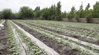 Тошлоқлик миришкорлар экспортбоп қовун навларини етиштирмоқда