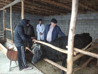 Fargʻona viloyatida qoramollarda hech qanday yuqumli kasalliklar aniqlanmadi