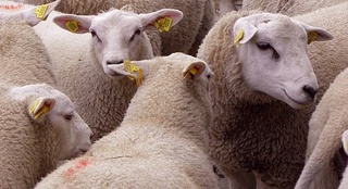 Ҳайвонларни идентификациялашни тартибга солувчи қонун маъқулланди