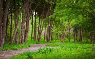 Qoraqalpogʻiston Respublikasi va viloyatlarda botanika bogʻlari barpo etiladi
