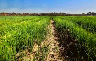 In Uzbekistan, in August-September, the sowing area of winter onions and garlic increased by 12%