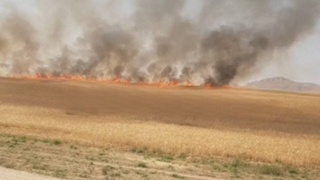 В Кашкадарье произошел пожар на пшеничном поле