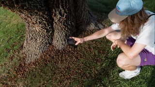 США атаковали миллиарды цикад