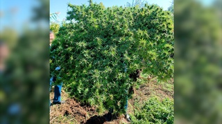 Зангиотада ноодатий “каннабисзор” фош этилди