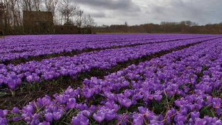 Өзбекстанда өсірілген шафран АҚШ базарларына экспортталады