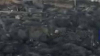 Ellikqal’ada 440 bosh qo‘y-echki yonib ketdi