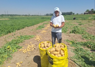 Тошкент туманида биринчилардан бўлиб картошка ҳосили пишиб етилди