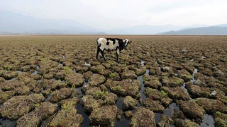 Уже к 2024 году глобальная температура может превысить доиндустриальный показатель на 1,5 градуса