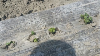 Кластер дала майдонларида чигит униб чиқди