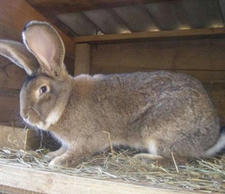 Quyon pulining tovoni