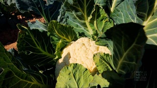 В южных регионах республики собирают первый урожай овощей, посаженных методом «туксонбости»