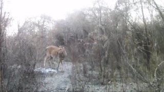 Фауна Кызылкумского заповедника