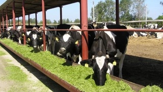 Quyi Chirchiqda kelgusi yili chorvachilik klasteri ish boshlaydi