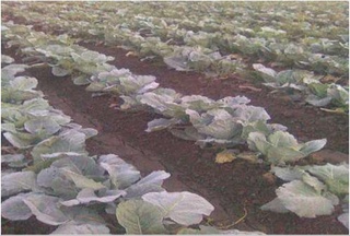 Уруғлар ҳосил бермагач, деҳқонга пули қайтариб олиб берилди