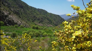 Как углеродный кредит поможет климату?