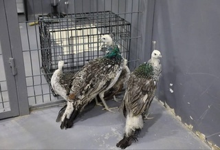 Задержан гражданин, пытавшийся ввезти из Чечни в Узбекистан фазанов и индийских белых павлинов