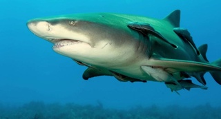 COVID’га қарши вакцина учун қанча акула ўлдирилиши мумкин – экспертлар ҳисоб-китоби