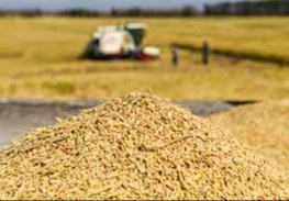 Surxondaryoda sholichilik klasteri tashkil etildi