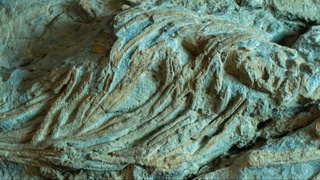 Tarixdagi eng katta dengiz sudralib yuruvchisining qoldiqlari topildi