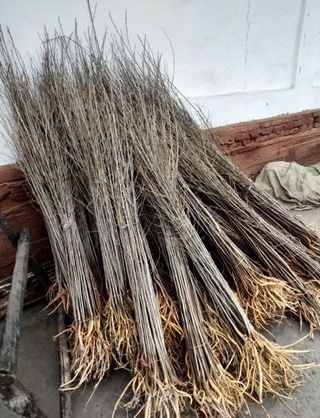 Самарқанд вилоятида 11 миллион туп тут кўчати экилади