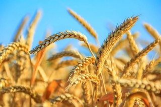 УзРТСБ: биржевая цена на зерно снижается