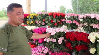 Кува раушан гүлдері  Ресей, Польша, Қазақстан, Түркіменстанда және Германия сияқты мемлекеттерде сұранысқа ие